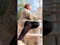 Aoa Balo Kia Hal Aa рџ Јрџ Јрџ Јрџ Јрџ Јрџ Јрџ Јрџ Јрџ Јрџ Јрџ Ј Aoa Balo Kia Hal Aa рџ Јрџ Јрџ Јрџ Јрџ Јрџ Јрџ Јрџ Јрџ Јрџ Јрџ Ј