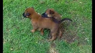 Kennel Bekiyara,Paraćin,Serbia