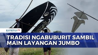 Tradisi Ramadan di Situbondo, Warga Adu Layangan Jumbo di Sawah | BERUT
