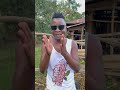 STOOPID BOY TUTAM CHANTS STOOPID BOY TUTAM CHANTS