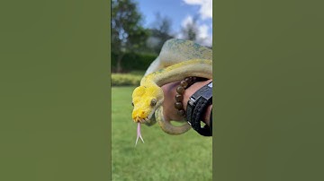 Meet White Diamond - a rare, captivating Green Tree Python.🐍💎✨