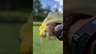 Meet White Diamond - a rare, captivating Green Tree Python.🐍💎✨ Profile