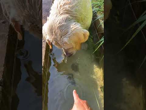 Afternoon Creek Live with Paker | Cooling Off, Deep Dives, and Happy Water Play thumbnail