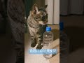 猫避けの効果検証