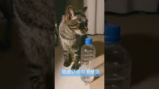 猫避けの効果検証