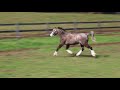 Bellingara tosca  welsh mountain pony for sale
