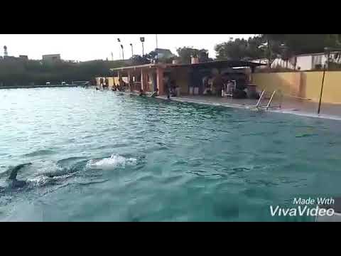 Macam Macam Gaya Renang Gaya Kupu Punggung Dada Dan Bebas Youtube