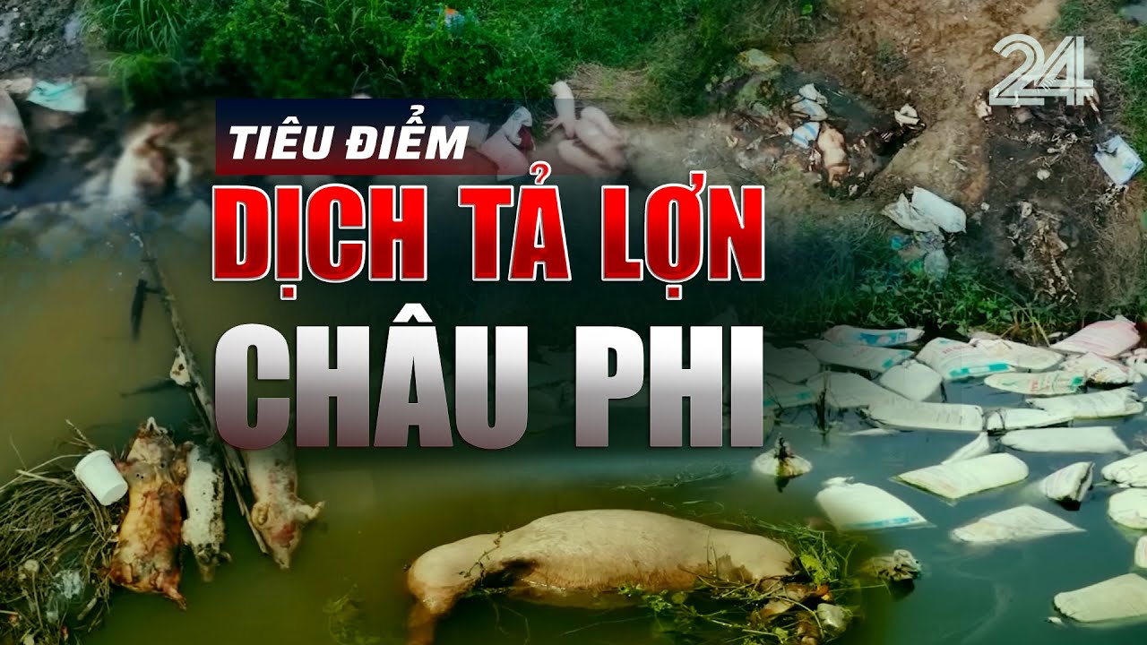 TIÊU ĐIỂM: Dịch tả lợn Châu Phi - Nhức nhối tình trạng vứt xác lợn chết ra môi trường | VTV24