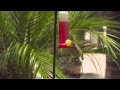 Hummingbird filmed in slow motion with fastec imaging ts5q1
