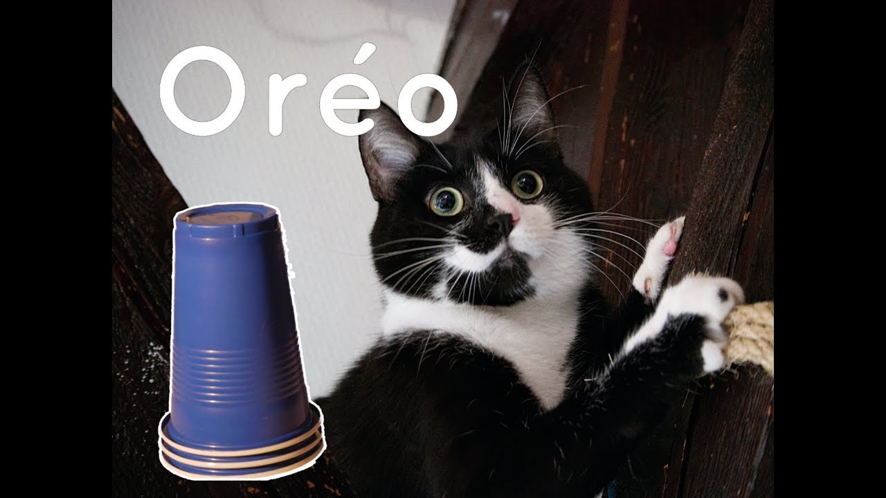 Oréo le chat joue avec ses gobelets