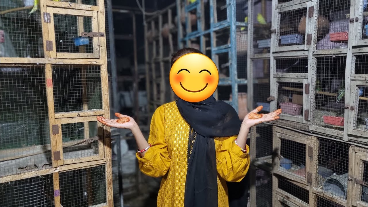 New Cage Or Birds kase k Liya Magwa Mana Sj budgies Farm in Lahore
