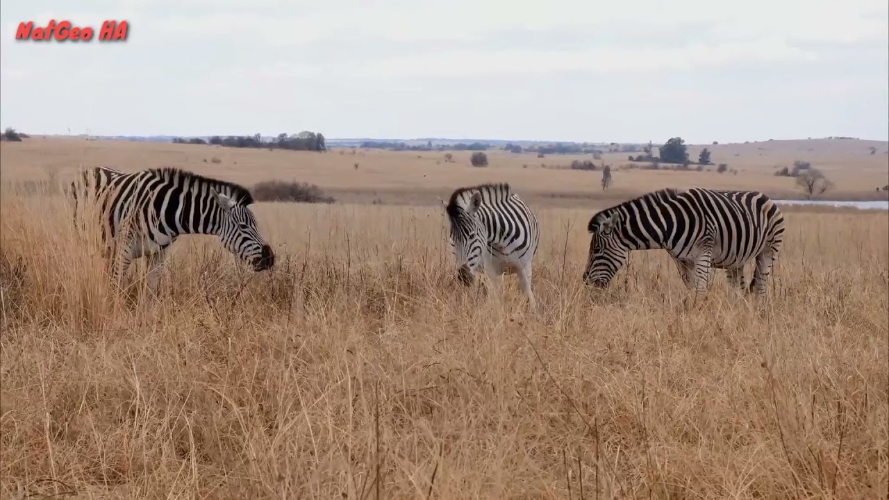 A Group Of Zebras In An Open Field