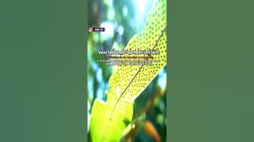 ان الله وملائكته يصلون على النبي | القارئ عمر الدريويز | تلاوة في دقيقة