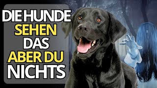 12 Dinge, die dein Hund sehen und hören kann, aber du NICHT kannst | Die Spiritualität der Tiere