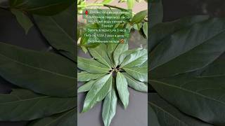 ЛАВРОВЫЙ ЛИСТ ДЛЯ ЧИСТОТЫ  ЛИМФЫ #красотаназдоровье #рецептыздоровья