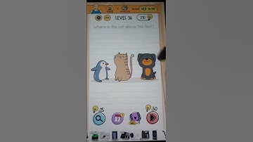 Where is cat above the text level 36 brain test