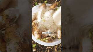 #erbsen #karotten #selbstversorgung #gemüsegarten #gartentipps #gartenfehler #erntetipps
