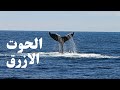 الحوت الأزرق عملاق المحيطات