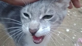 feeding Street Cat Évry morning by world of stray meowing  667 views 8 months ago 2 minutes, 56 seconds