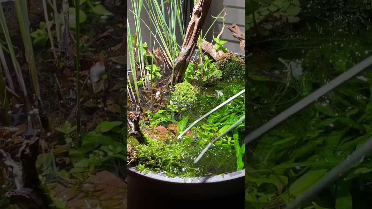 Trimming aquatic moss in freshwater aquarium