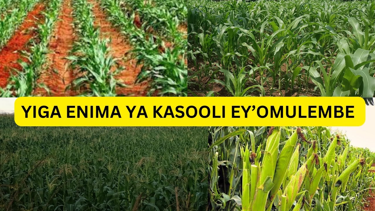 YIGA BUSINESS YOKULIMA KASOOLI