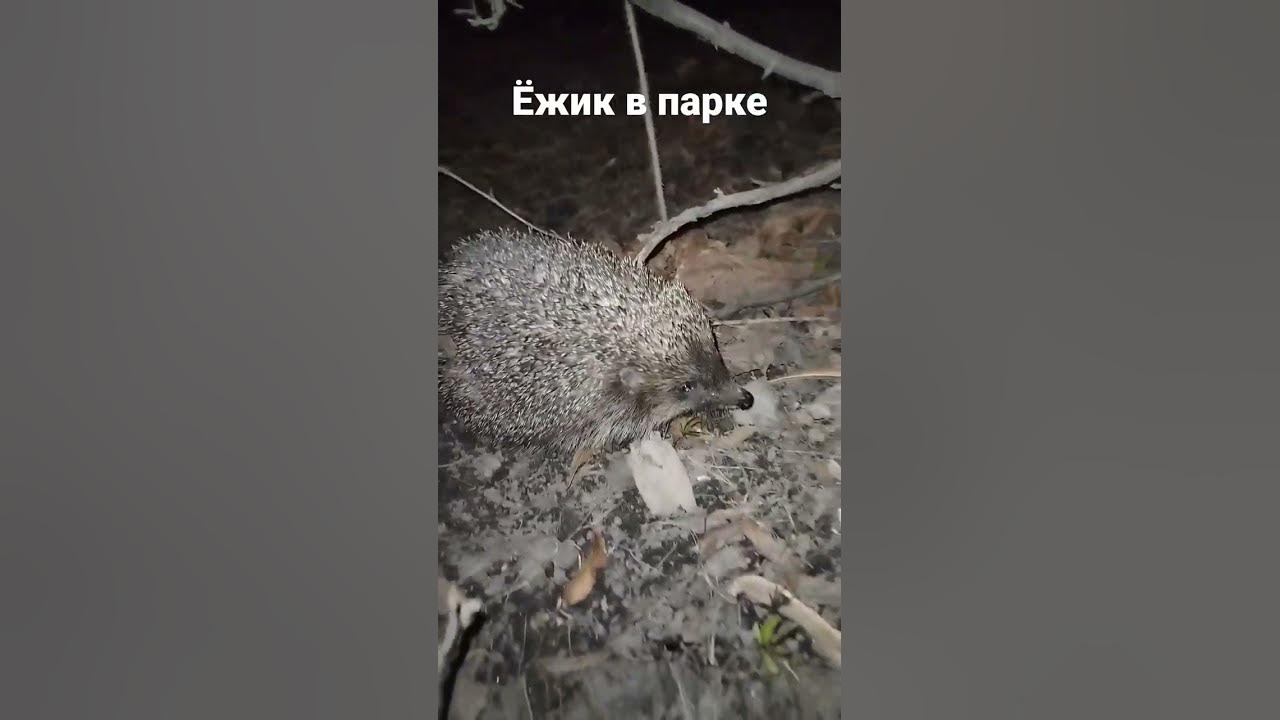 Еж пробежал 2 3 4. Еж пробежал 2 3 4