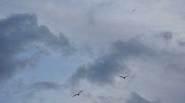تجويد سورة المزمل- سورة المدثر - سورة القيامة - سورة الانسان -سورة المرسلات - القارئ أبو رضوان خوالد