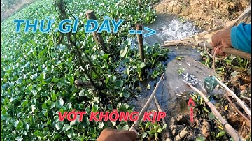 Kích Cá Nổi ,Gặp Phải Bầy Cá Gì Chạy Kinh Qúa #KíchCáTBT