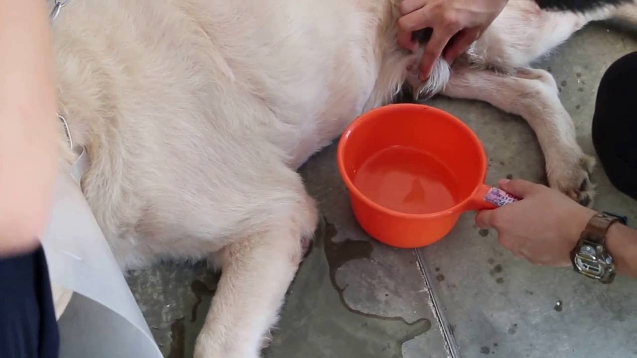 How to clean a golden retriever's cut paw and maggot wound. Pt 2