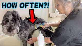How Often Should You Bath Your Dog?! (DOG GROOMERS OPINION)