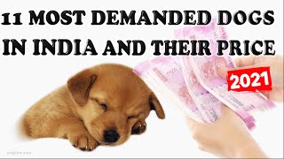 11 Top Demanded Dogs and Their Price In India (Yr 2021) by Dog Breed Info Share 7,259 views 3 years ago 9 minutes, 16 seconds