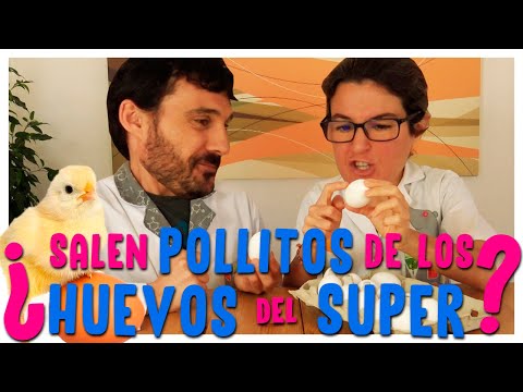 Video: ¿Por qué los huevos comprados en la tienda son blancos?