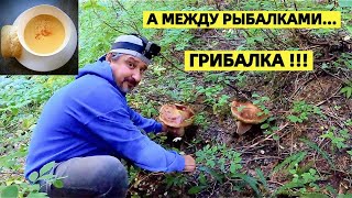 СБОР ГРИБОВ В США. ВКУСНЕЙШИЙ ФРАНЦУЗСКИЙ СУП ИЗ БЕЛЫХ ЛИСИЧЕК! РЕЦЕПТ СУПА. БЕЛЫЕ ГРИБЫ И ЛИСИЧКИ.