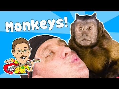 Video: Eekhoornaap: leven en leefgebied van een geweldige primaat