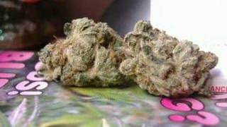 herbal criminal