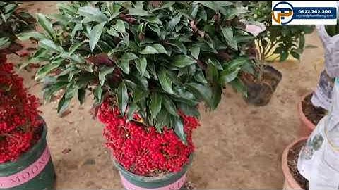 Cây kim ngân lượng | Cây kim ngân lượng quả đỏ Cây Cảnh Phạm Thương