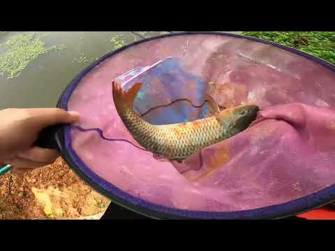 Câu cá hay đi hành xác? Câu đài tại Lào Cai