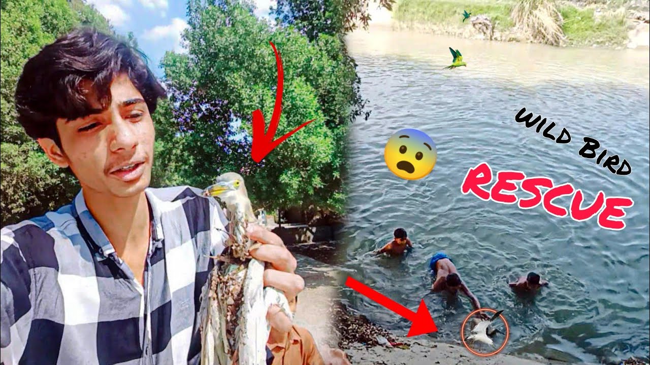 Water Se wild Bird Ko Rescue Kia 😮 - YouTube