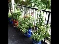Balcony Gardening and Indoor Gardening