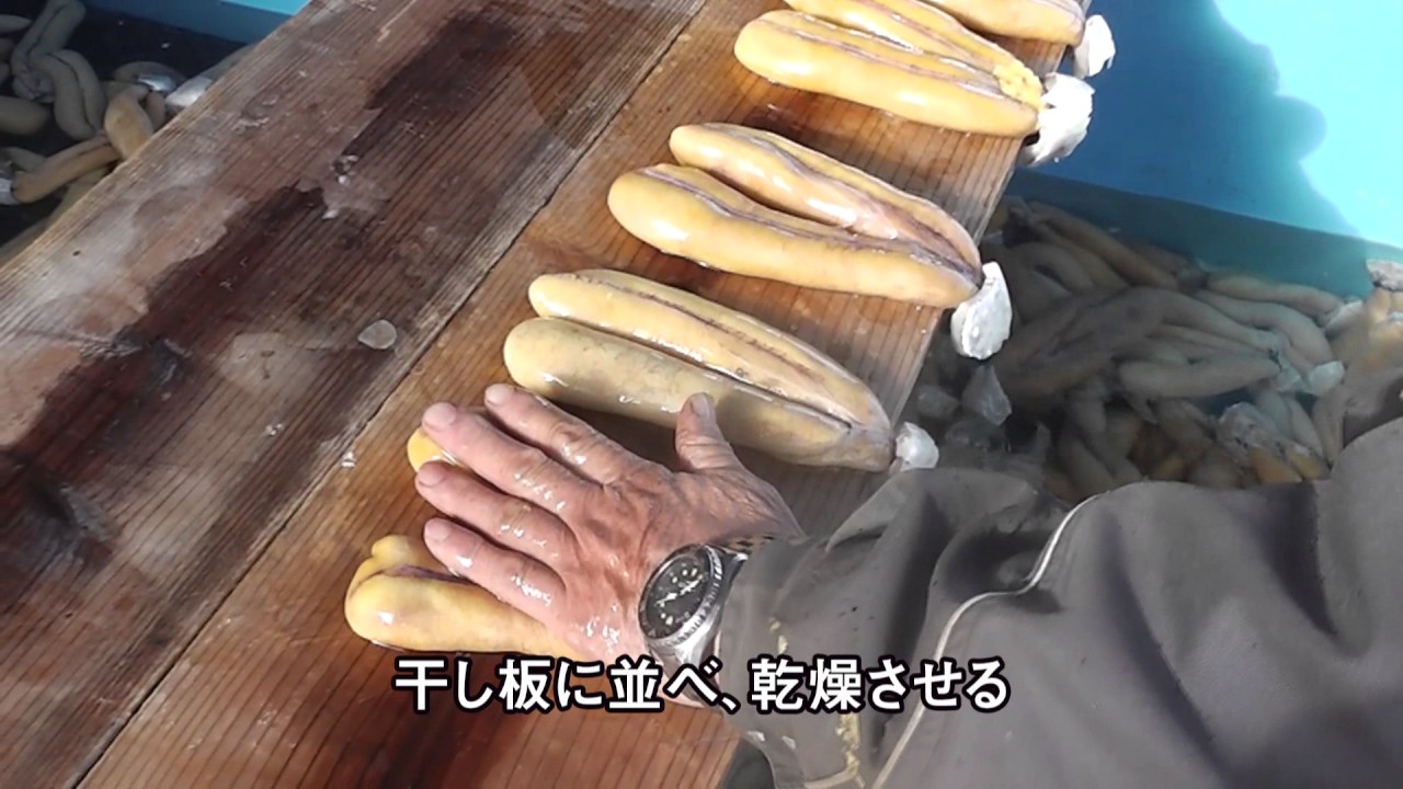 ボラのまき網漁と珍味カラスミ Roundhaul Netting Of Mullet And The Felicacy Karasumi Mulletroe Youtube ボラのまき網漁と珍味カラスミ Roundhaul Netting Of Mullet And The Felicacy Karasumi Mulletroe Youtube