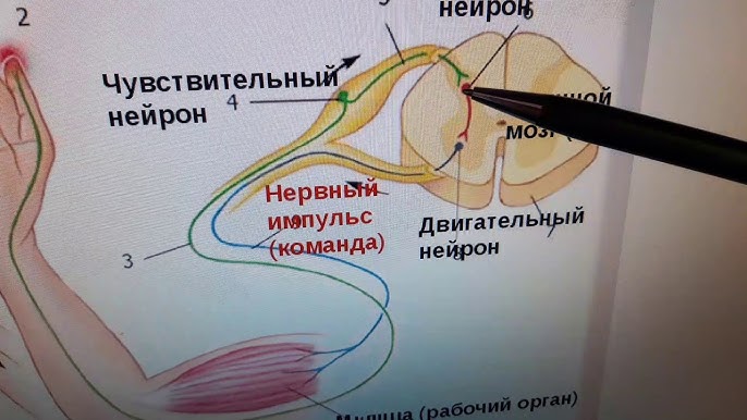 Қынапты үлкен жыныс мүшесі созады