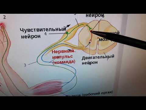 Рефлекторлық доға