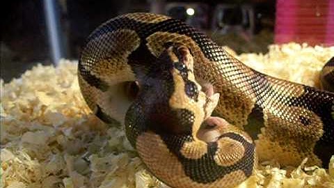 ball python feeding video part 2!