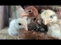 Do the chicks hatch in this season  how should chicks be cared for in this season