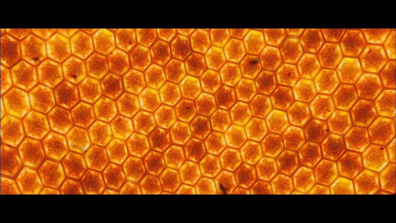 Клип песни пчеловод rasa. Rasa пчеловод. Rasa пчеловод премьера клипа 2019. Ты пчела я пчеловод. Пчела ты пчеловод раса.