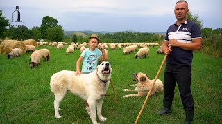 Download Lagu Un berbec RĂU între oi, este mai rău decât un LUP | 11 oi gâtuite de 2 LUPI | Ținutul Pădurenilor MP3 Download Lagu Un berbec RĂU între oi, este mai rău decât un LUP | 11 oi gâtuite de 2 LUPI | Ținutul Pădurenilor MP3