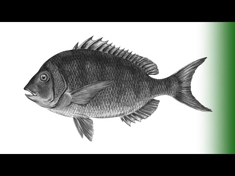 Video: Ima li riba okidač ljuske?