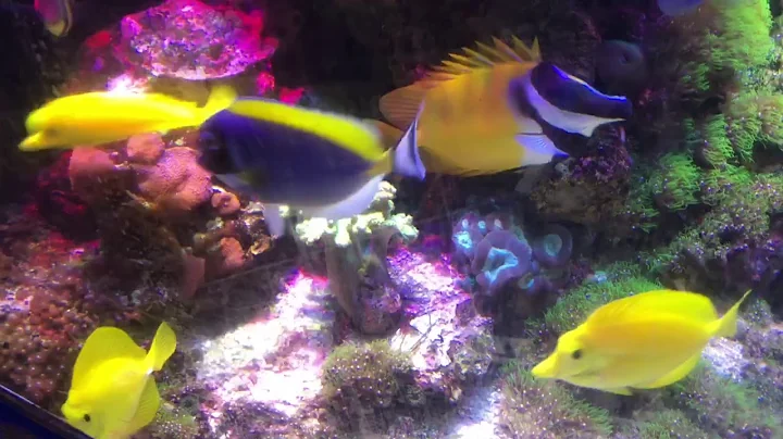 This old reef