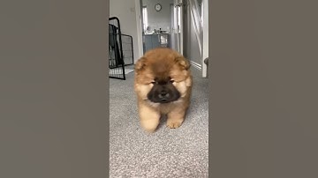 8 month transformation #chowchow #shorts #transformation #timelapse #satisfying #pet