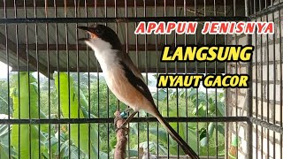 Download Lagu BURUNG CENDET GACOR DOR KOWOR-KOWOR, || suara pancingan burung cendet MP3
